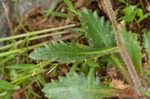 Michaux's saxifrage